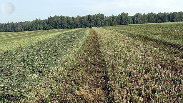 До последнего колоска. Как в Удмуртии бьются за урожай