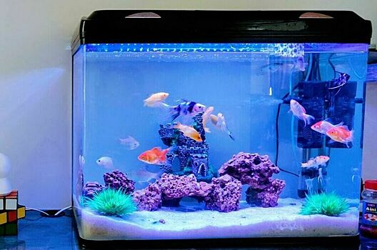 Баллон для аквариума взорвался на северо-востоке Москвы