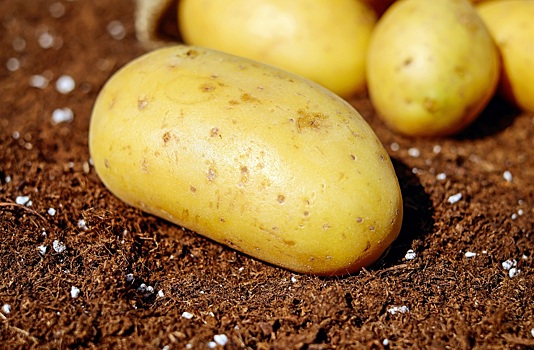 Раскрыты полезные свойства молодого картофеля