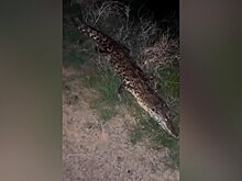 Трех крокодилов обнаружили на обочине дороги вблизи села в Астраханской области
