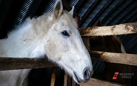 Принца на белом коне из Кемеровской области отправили под арест