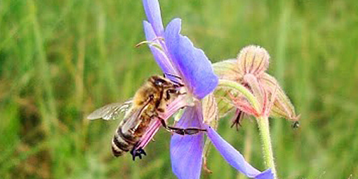 Более полумиллиарда пчел погибли в Бразилии за три месяца