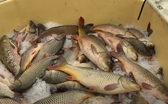 Какую рыбу отправляют в Европу новосибирцы