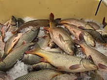 Какую рыбу отправляют в Европу новосибирцы