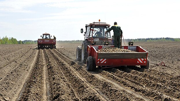 Московская область занимает 4 место в рейтинге по производству картофеля на территории всей страны