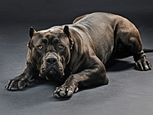 Владельцев опасных пород собак обяжут страховаться