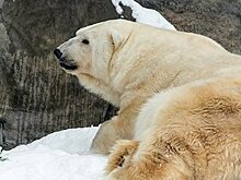 Панда Диндин из Московского зоопарка получила бронзовую награду премии The Giant Panda Global Awards