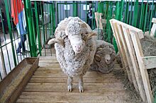 Племзавод «Дружба» стал победителем XVI Сибирско-Дальневосточной выставки овец и коз