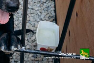 Во Владивостоке займутся отловом, лечением, чипированием и стерилизацией бездомных животных