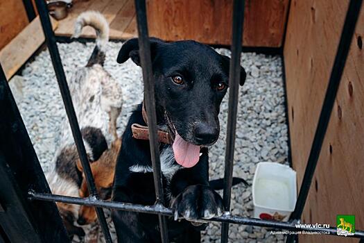 Во Владивостоке займутся отловом, лечением, чипированием и стерилизацией бездомных животных