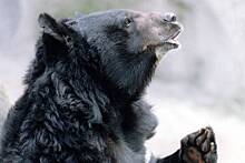 Мужчина спасся от нападения медведя и заявил, что раскаивается, если ранил зверя
