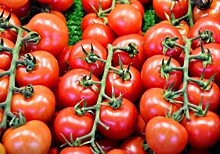 В производство томатов в Ставрополье инвестируют 14 млрд рублей