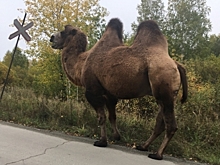 В Челябинской области на оживленную трассу вышел "верблюд-автостопщик"