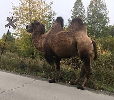 В Челябинской области на оживленную трассу вышел "верблюд-автостопщик"