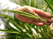 На Новгородчине штрафы за борщевик решили оставлять в муниципалитетах