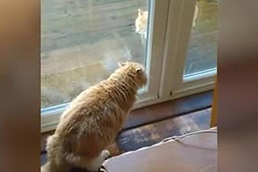 Домашний кот странными звуками прогнал бездомного сородича и попал на видео