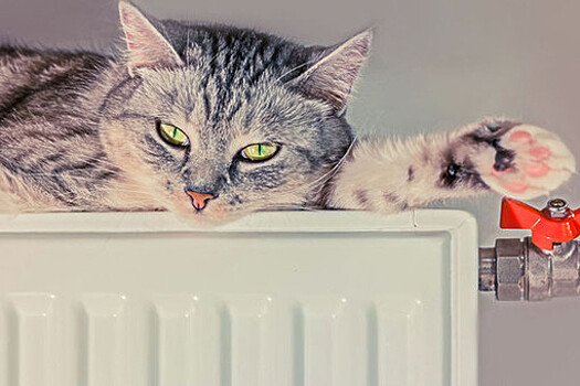 Ветеринар Логинов: кошки могут болеть простудными заболеваниями