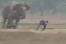Погоня разъяренного слона за отдыхающими попала на видео