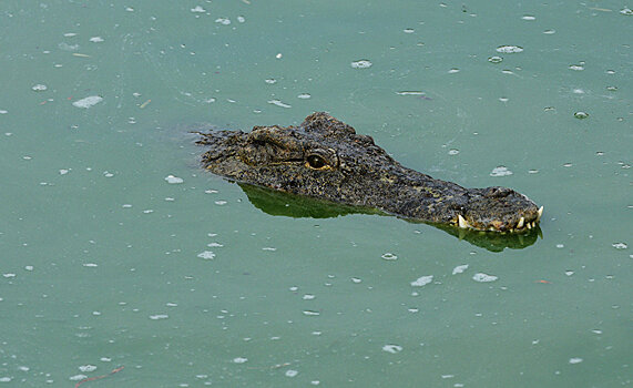 Мужчину, купавшего крокодила в Черном море, задержала полиция
