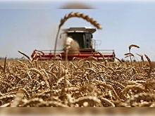 В Томской области стартовал прием заявок на субсидии на производство и реализацию зерновых культур