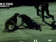 Нападение разъяренной пумы на женщину попало на видео