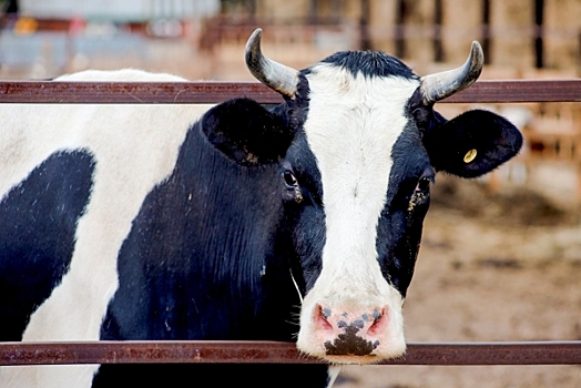 В Рязани и области сняли карантин по лейкозу крупного рогатого скота