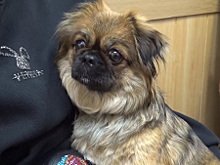 В Жуковском полицейские по горячим следам задержали мужчину, подозреваемого в краже собаки