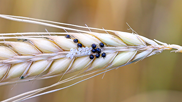 Названы сроки древнейшего заражения растений насекомыми-вредителями