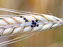Названы сроки древнейшего заражения растений насекомыми-вредителями