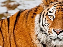 Краснокнижного амурского тигра убили в Приморье