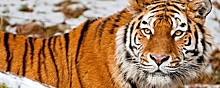 Краснокнижного амурского тигра убили в Приморье