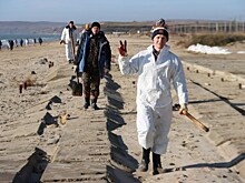 Ученые МГУ разработают методы самоочистки пляжей Кубани от мазута