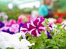 Зимовка для однолетников: какие цветы можно сохранить до весны