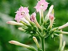 Как вырастить в своем цветнике невероятный душистый табак