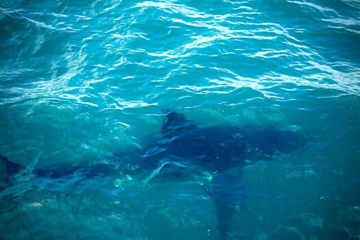 Пляжи популярного курорта заполонили акулы, туристов экстренно вывели на берег. Подробности