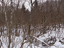 В Тверской области перевели в лесной фонд почти 70 гектаров земли