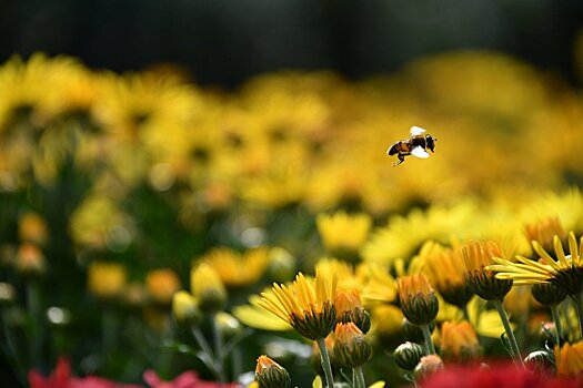 Ученые открыли удивительный дар у пчел
