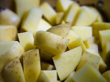 Учёные из Новосибирска вывели устойчивый к климату сорт картофеля