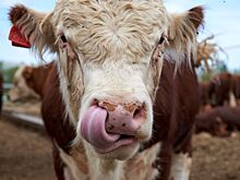 Новосибирская область увеличит продажи КРС после снятия ограничений по ящуру