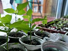 Названы 17 растений с хорошим урожаем, которые можно высадить в июне