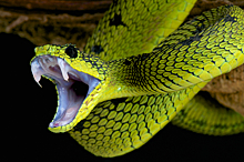 Как «доят» змей, чтобы получить противоядие: видео