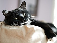 Почему коты любят спать между ног