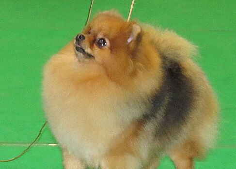 Названа самая популярная в России порода собак