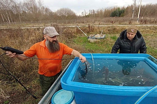 В Брянске дайверы на личные средства зарыбили осетрами местный водоем