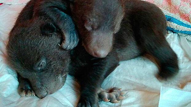 На помойке в Новой Москве нашли новорожденных медвежат