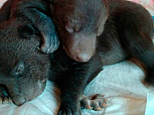 На помойке в Новой Москве нашли новорожденных медвежат