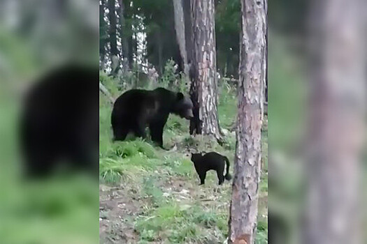 В Якутии домашний кот Вася защитил хозяев от медведя