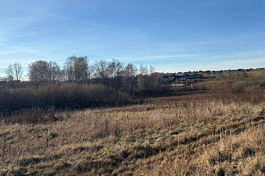 В Красноярском крае собаки растерзали в поле 10-летнего мальчика