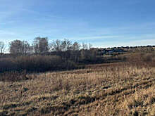 В Красноярском крае собаки растерзали в поле 10-летнего мальчика