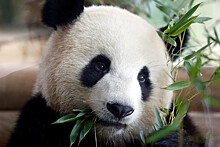 В Конгрессе США появился законопроект о лишении Китая монополии на панд